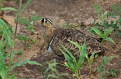 Black-faced Sandgrouse